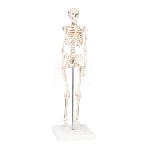 Human Skeleton
